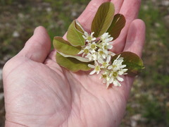 Amelanchier humilis