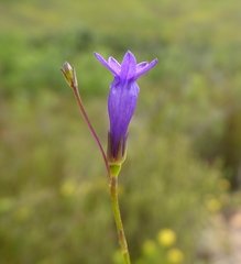 Siphocodon spartioides