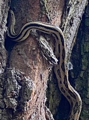 Pituophis lineaticollis