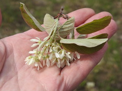 Amelanchier humilis