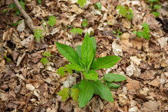 Lithospermum latifolium