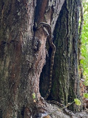 Pituophis lineaticollis