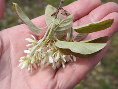 Amelanchier humilis