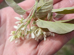 Amelanchier humilis