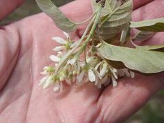 Amelanchier humilis