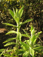 Pseudognaphalium elegans