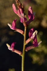Astragalus casei
