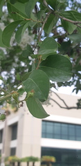 Lagerstroemia indica