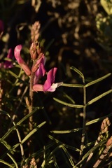 Astragalus casei