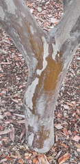 Lagerstroemia indica