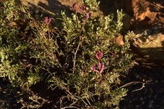 Astragalus casei