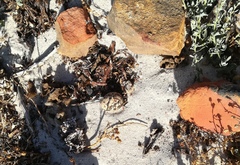 Burhinus