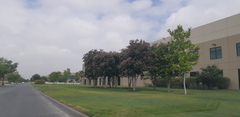 Lagerstroemia indica
