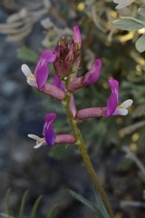 Astragalus casei