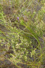 Siphocodon spartioides