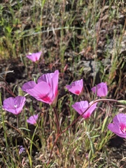 Clarkia gracilis sonomensis