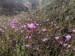 Clarkia gracilis sonomensis