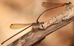 Austrotepuibasis manolisi