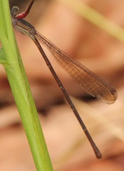 Austrotepuibasis manolisi