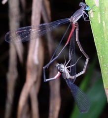 Austrotepuibasis manolisi