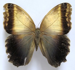 Caligo telamonius memnon