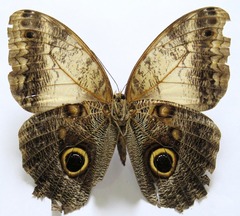Caligo telamonius memnon