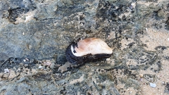 Barbatia obliquata