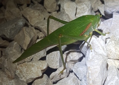 Philophyllia guttulata