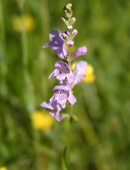 Physostegia pulchella