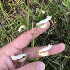 Penstemon tenuiflorus