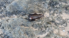 Barbatia obliquata