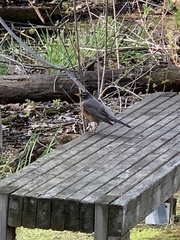 Turdus migratorius