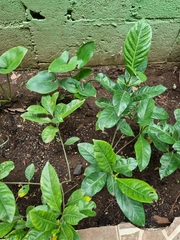Angiospermae