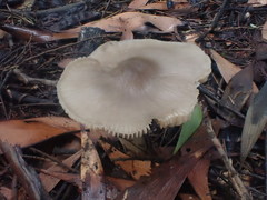 Entoloma baronii