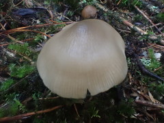 Entoloma baronii
