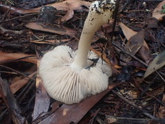 Entoloma baronii