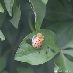 Aspidimorpha miliaris