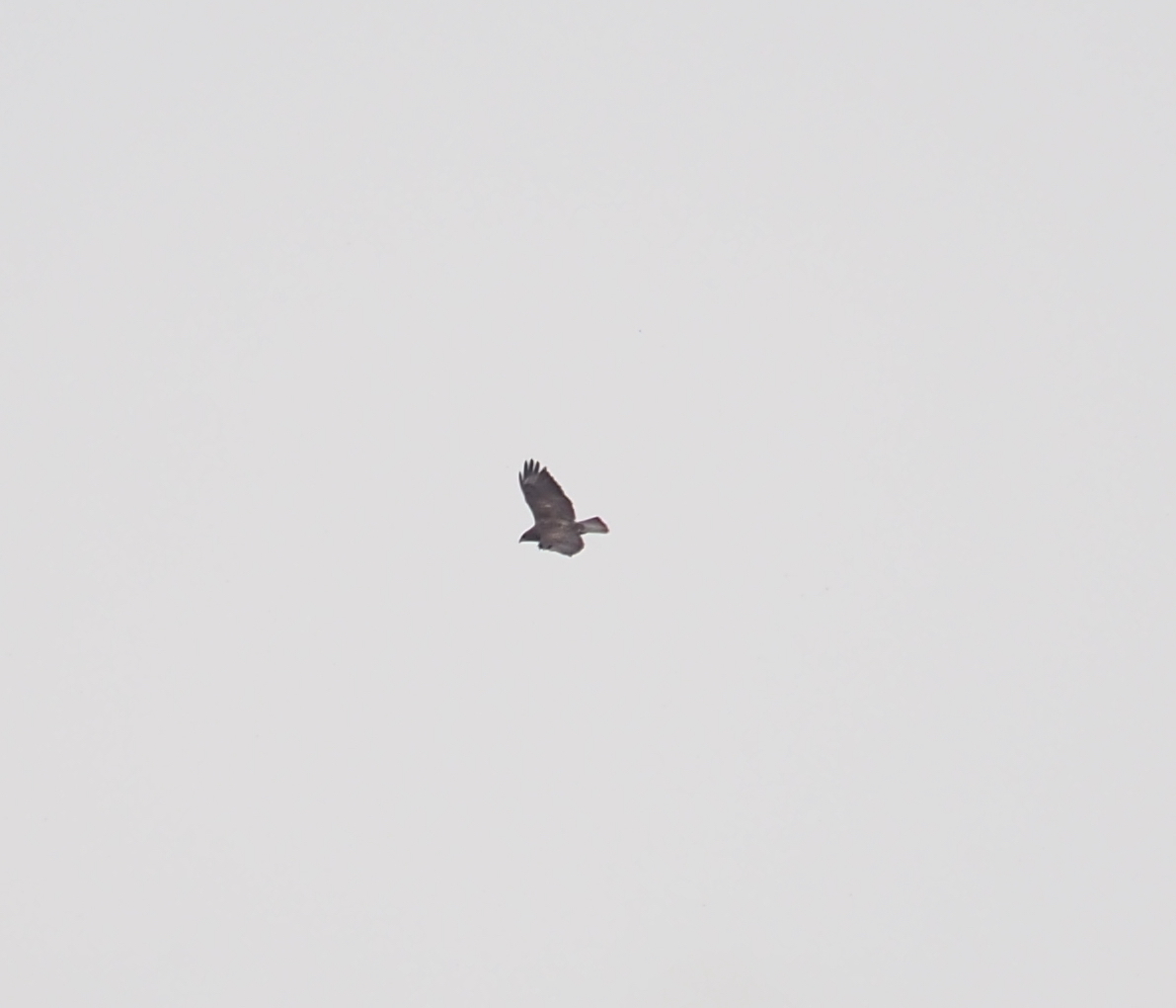 Common Buzzard
