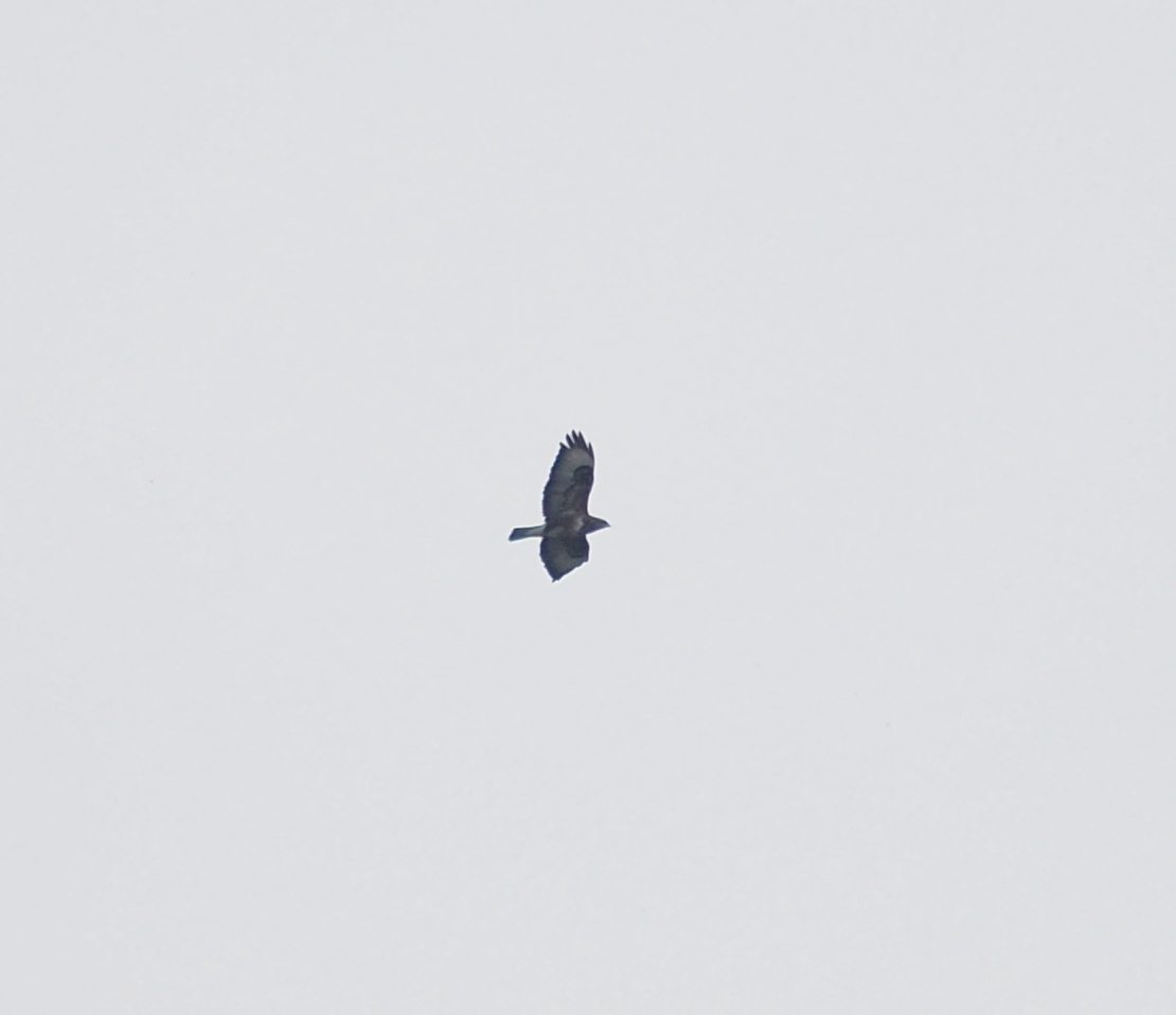 Common Buzzard