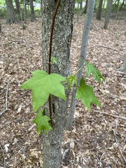 Liquidambar styraciflua
