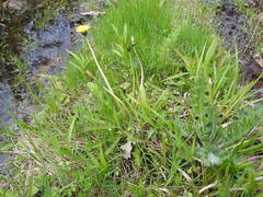 Taraxacum palustre