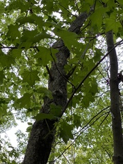 Liquidambar styraciflua