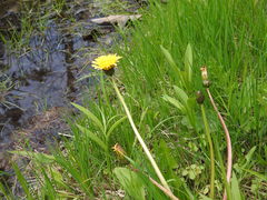 Taraxacum palustre