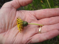 Taraxacum palustre