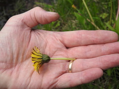 Taraxacum palustre