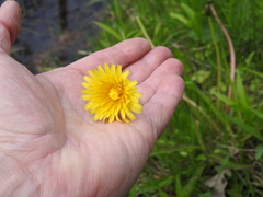 Taraxacum palustre
