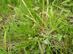 Taraxacum palustre