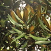 Ocotea calophylla - Photo (c) Mateo Hernandez Schmidt, some rights reserved (CC BY-NC-SA), uploaded by Mateo Hernandez Schmidt