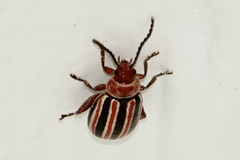 Disonycha admirabila