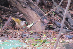 Myiothlypis rivularis